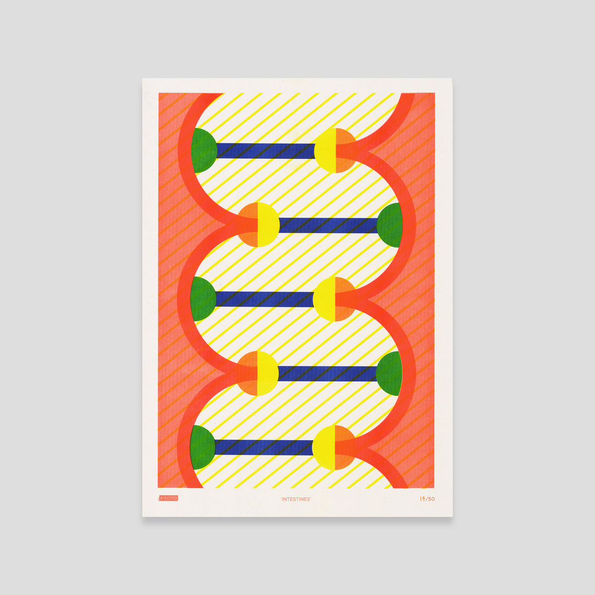 Intestines - Biology Collection: Editioned A3 Print
